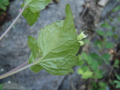 Ageratina rothrockii