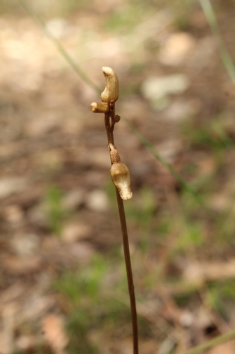 Image of Gastrodia lacista by (c) Em Lamond, some rights reserved (CC BY)