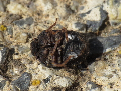 Psacasta tuberculata