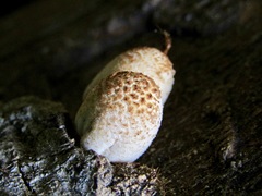 Coprinellus xanthothrix