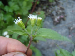 Ageratina rothrockii