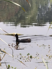 Fulica atra