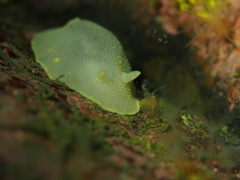 Cadlina laevis