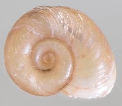 Gyraulus costulatus