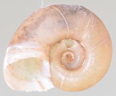 Gyraulus costulatus