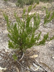 Callitris rhomboidea