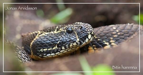 Bale Mountains Adder