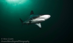 Carcharhinus obscurus