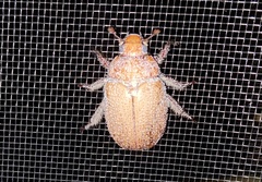 Anoplognathus velutinus