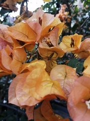 Peucetia rubrolineata