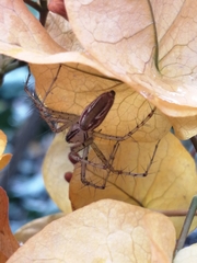 Peucetia rubrolineata