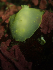 Cadlina laevis