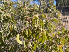 Rhus virens choriophylla