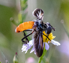 Galactomyia