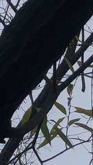 Salix