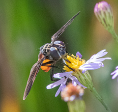 Galactomyia