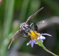 Galactomyia
