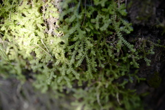 Selaginella helvetica