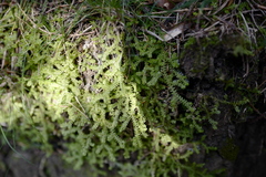 Selaginella helvetica
