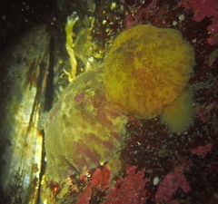 Doris pseudoargus