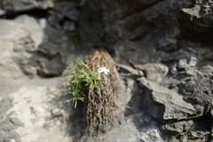 Moehringia bavarica