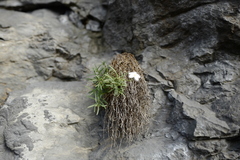 Moehringia bavarica