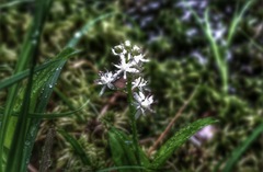 Maianthemum trifolium