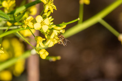 Apis cerana japonica