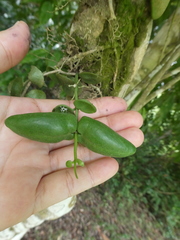 Dischidia major