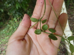 Dischidia major