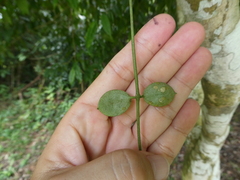 Dischidia major