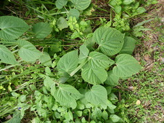 Clerodendrum villosum