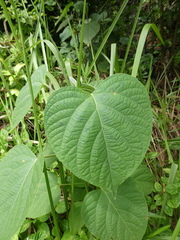 Clerodendrum villosum