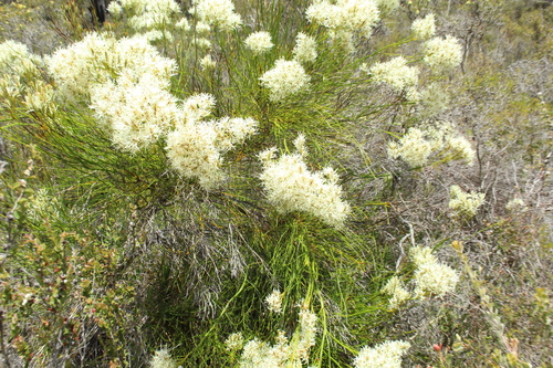 Conospermum teretifolium (Conospermum teretifolium)