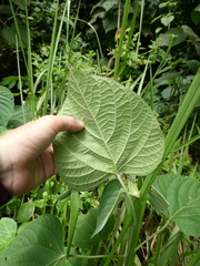 Clerodendrum villosum