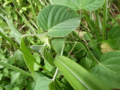 Clerodendrum villosum
