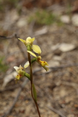 Diuris setacea