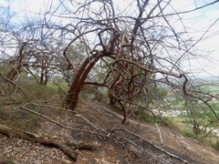 Commiphora caudata