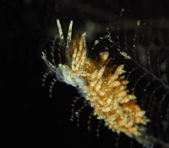 Eubranchus vittatus