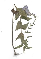 Campanula bononiensis