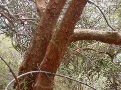 Commiphora caudata