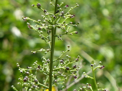 Scrophularia canina canina