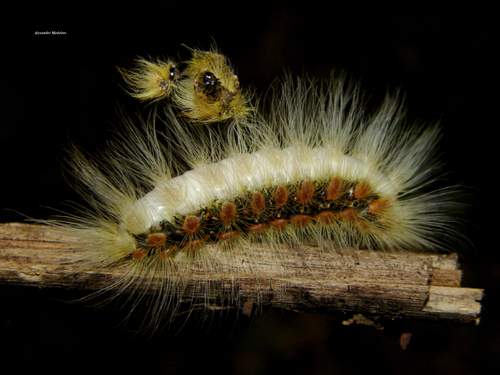 Orugas Pollo, Corderos o Gusanos Mota (Familia Megalopygidae) · NaturaLista  Colombia