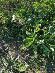 Diplotaxis erucoides