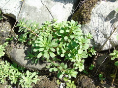 Sedum cepaea