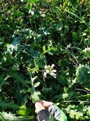 Diplotaxis erucoides