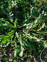 Diplotaxis erucoides