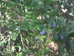 Myrtus communis