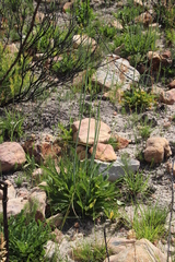 Lichtensteinia trifida