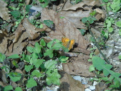 Lycaena ottomanus
